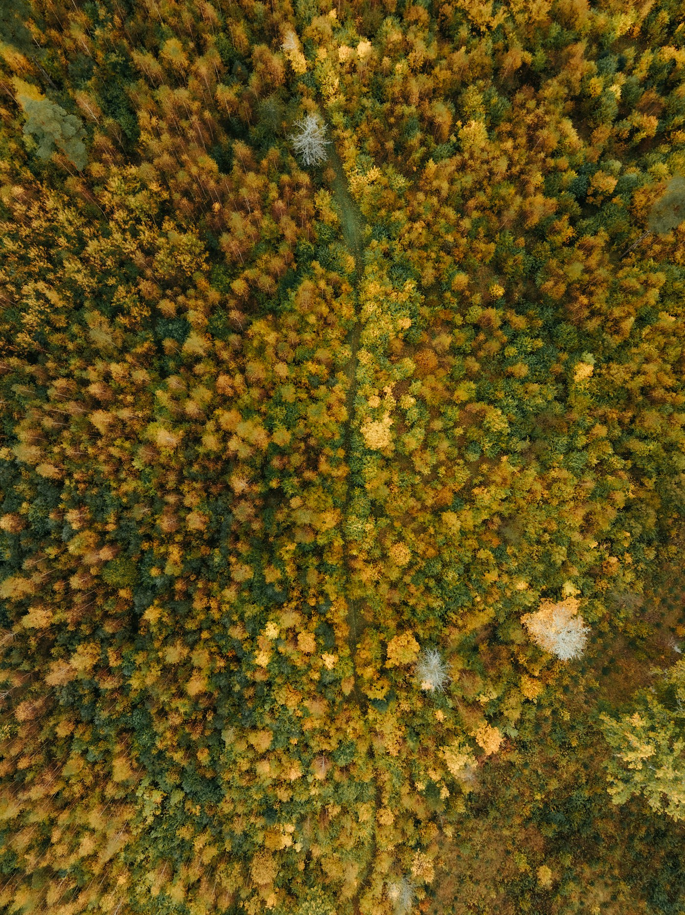 Aerial view of an autumn forest